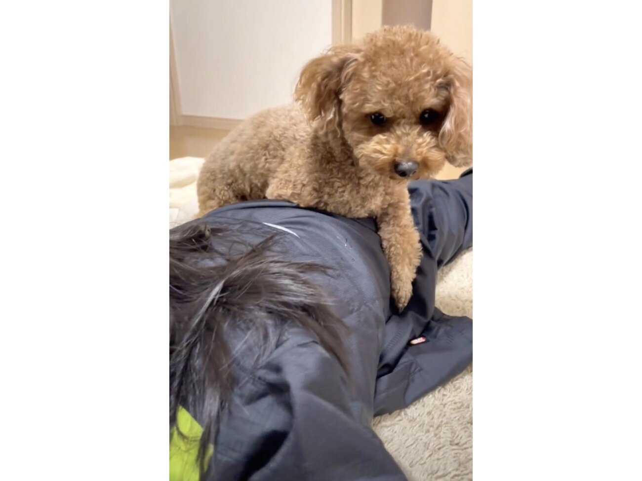 飼い主困惑】お姉ちゃんに“ガチ恋”中のトイプードル、「彼氏だと思っ