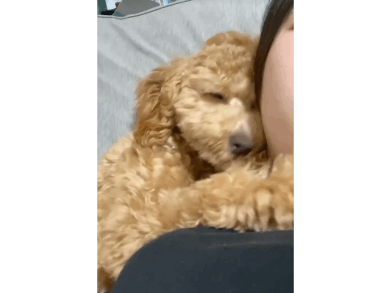 ほっこり】飼い主に甘える“犬系彼氏”なトイプードルの愛が重ため（尊い
