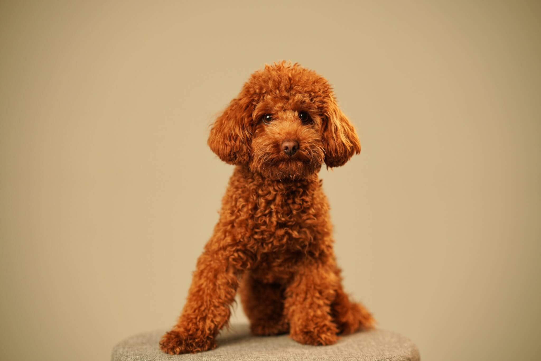 トイプードル, 性格