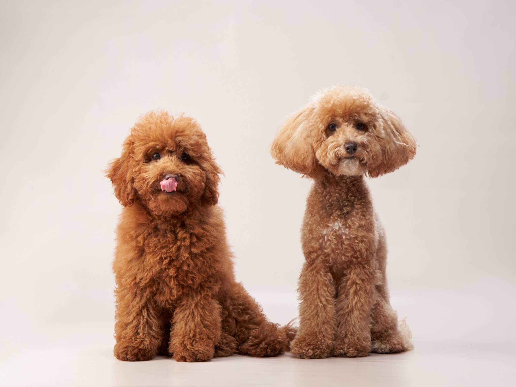 トイプードル, 性格