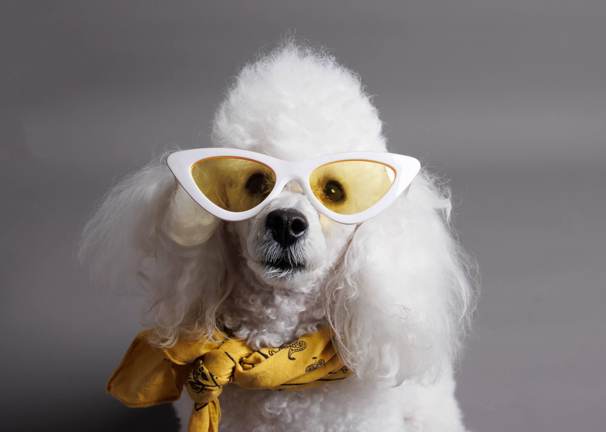 トイプードル, カット