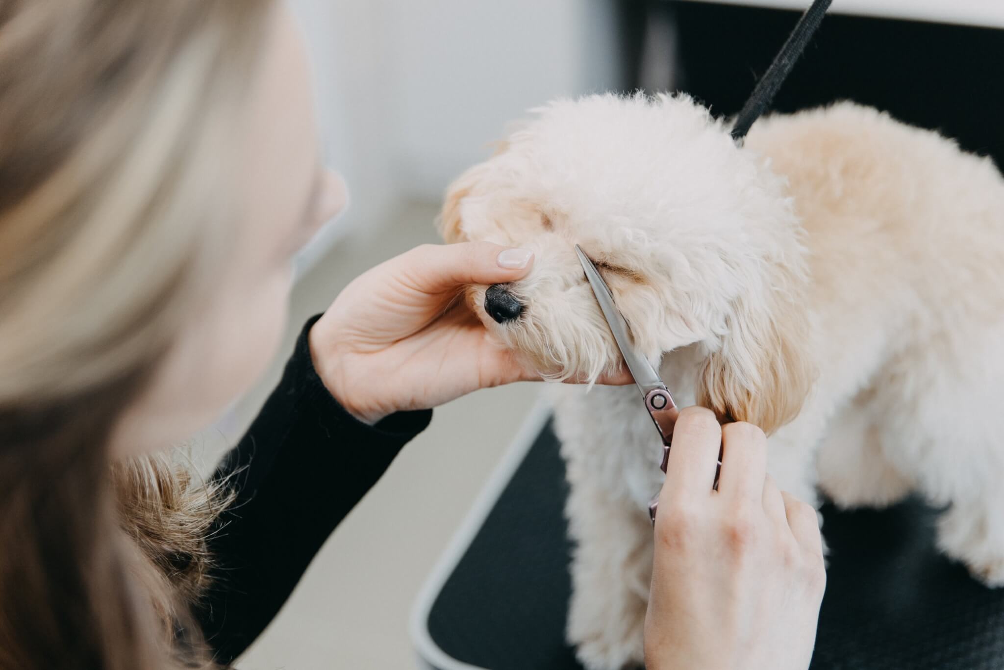 トイプードル, カット