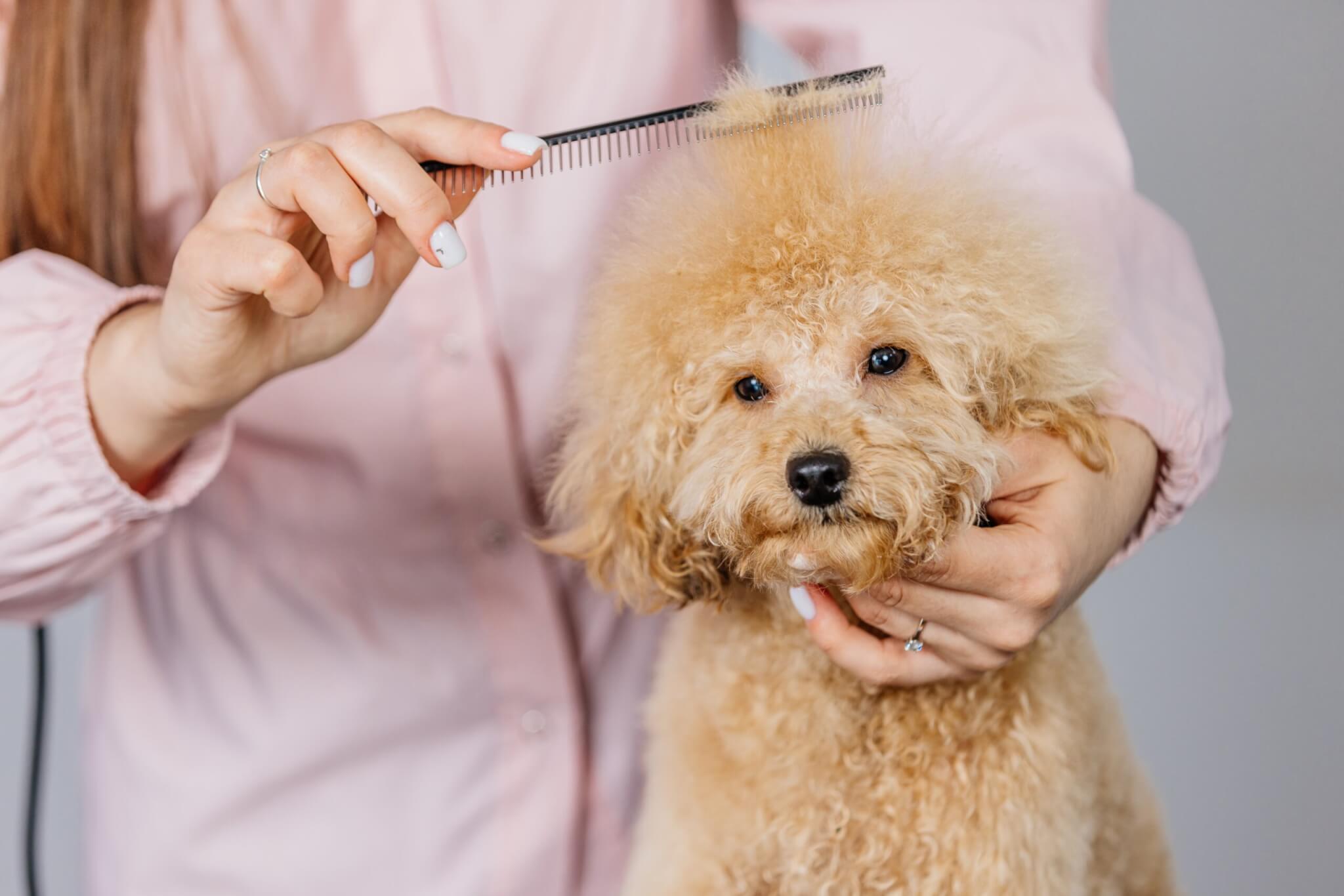 トイプードル, カット