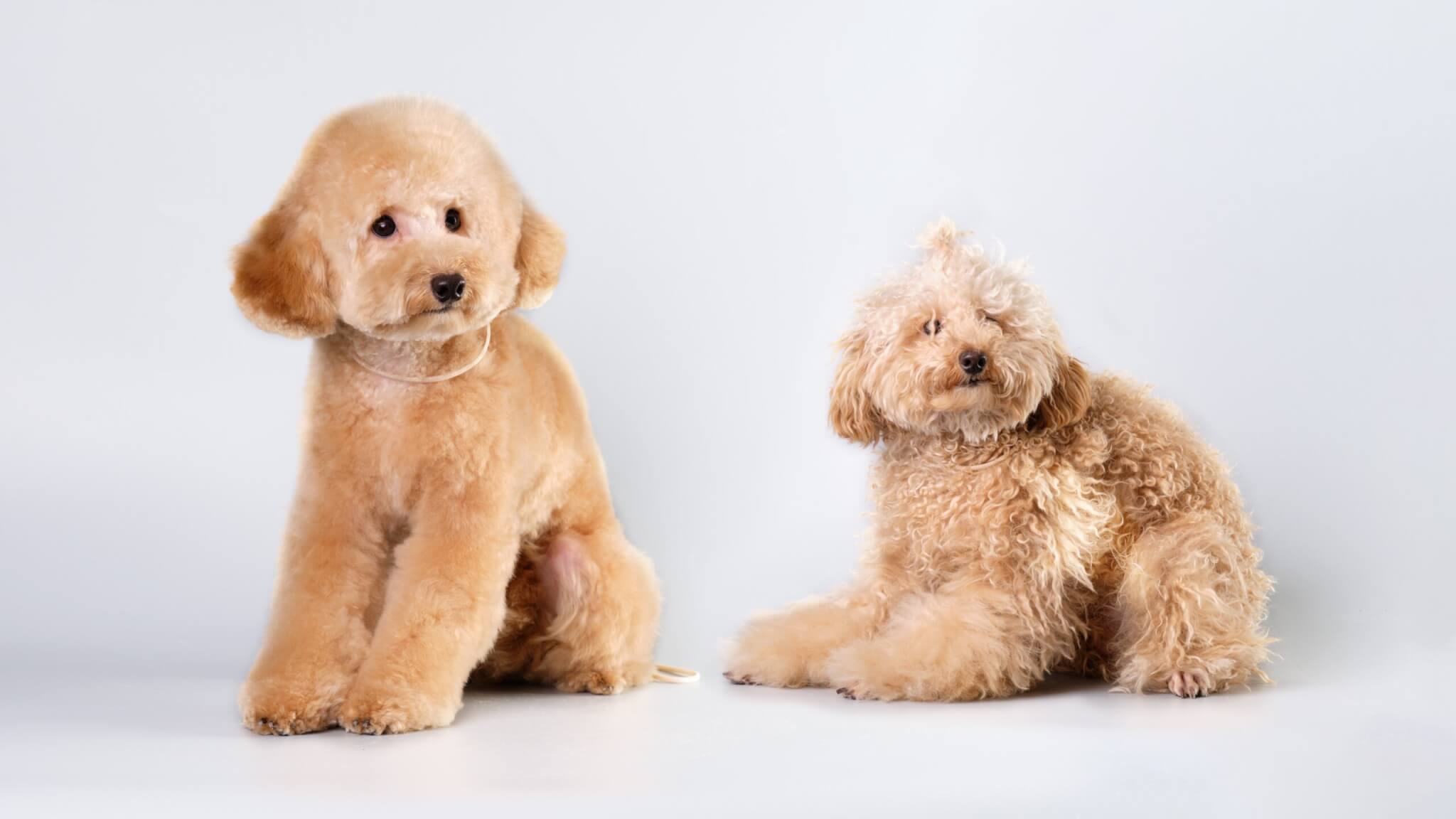 トイプードル, カット