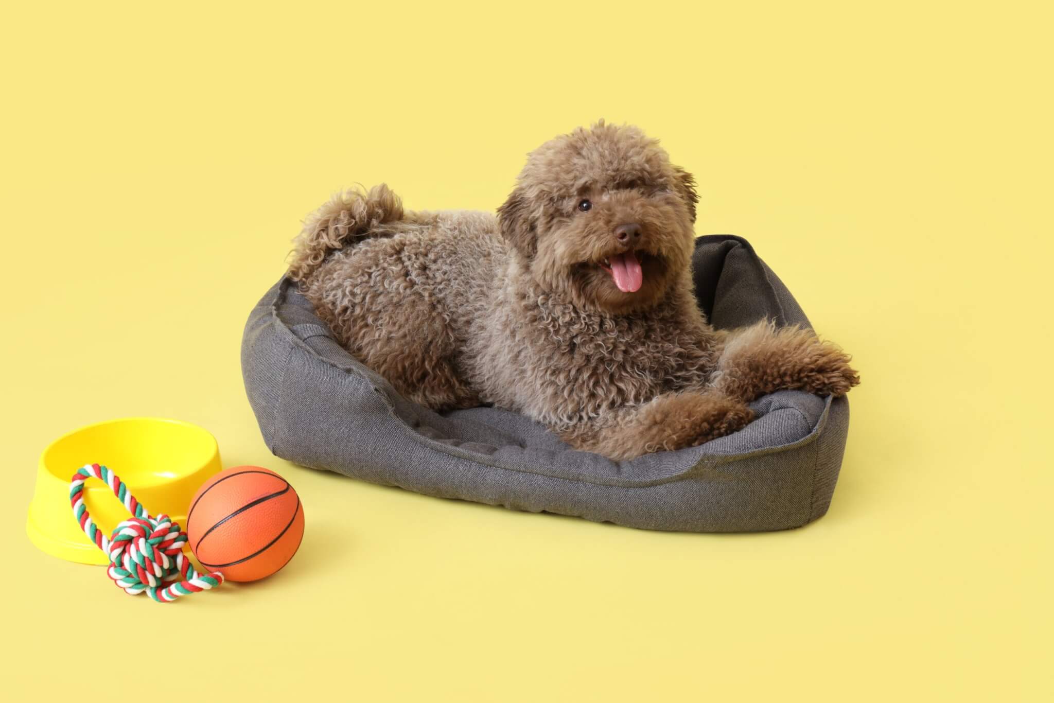 トイプードル, カット