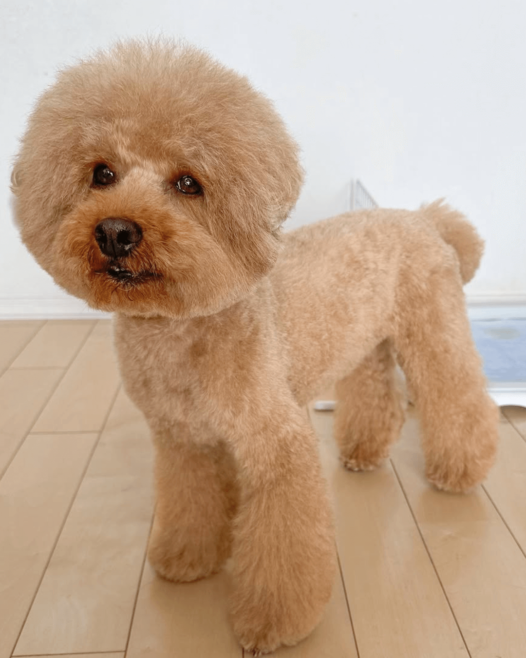 トイプードル, カット, アフロヘアー トイプードル, カット, アフロヘアー