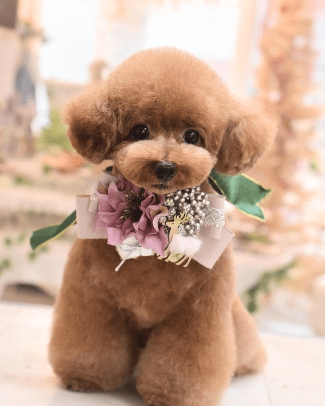 トイプードル, カット, テディベアカット トイプードル, カット, テディベアカット