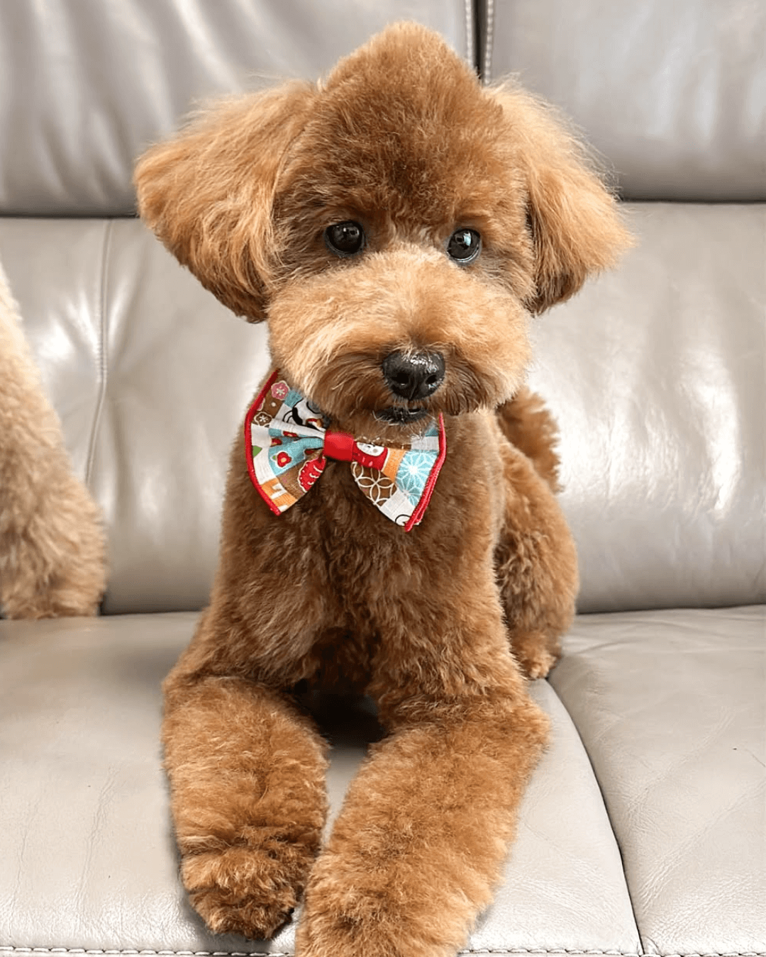 トイプードル, カット, モヒカンカット トイプードル, カット, モヒカンカット