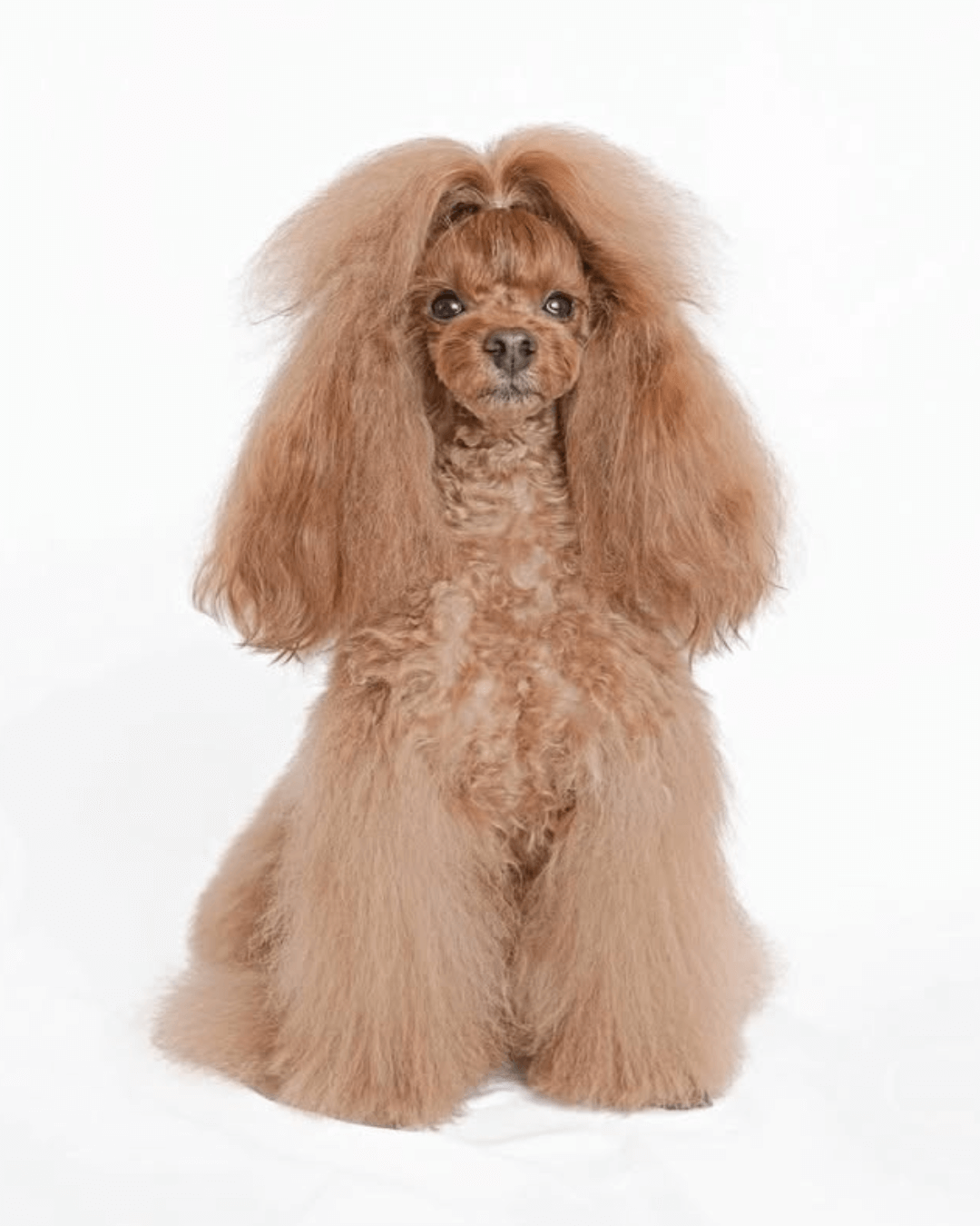 トイプードル, カット, ふわふわロングカット トイプードル, カット, ふわふわロングカット