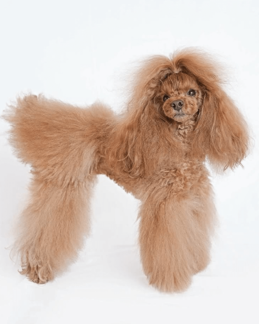 トイプードル, カット, ふわふわロングカット トイプードル, カット, ふわふわロングカット