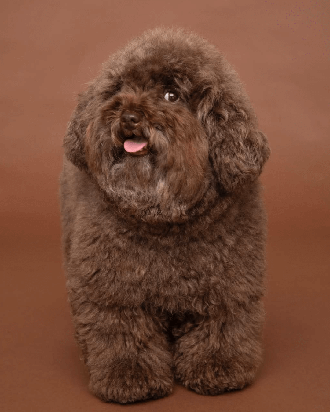 トイプードル, カット, ドゥードゥル風カット トイプードル, カット, ドゥードゥル風カット