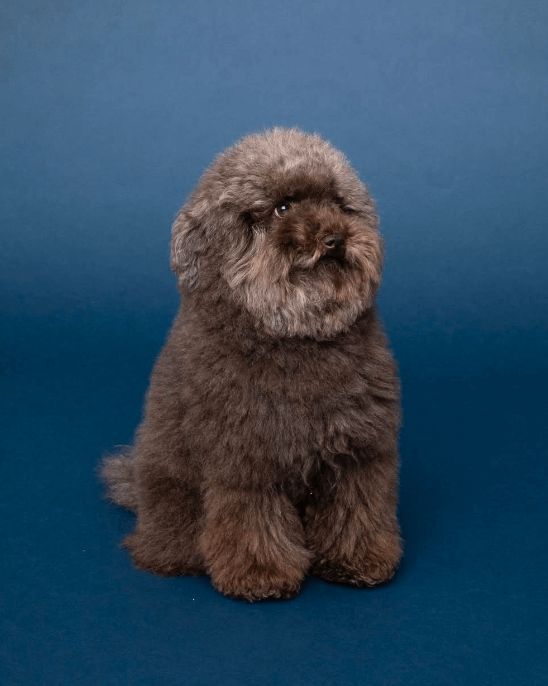 トイプードル, カット, ドゥードゥル風カット トイプードル, カット, ドゥードゥル風カット