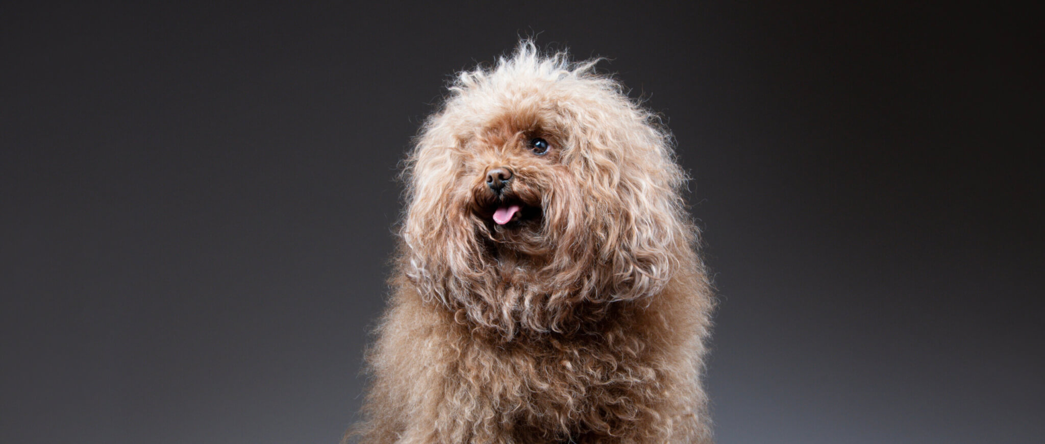 無料先行お試し100名様、大募集！】「THE fu-do(ザ・フード)for