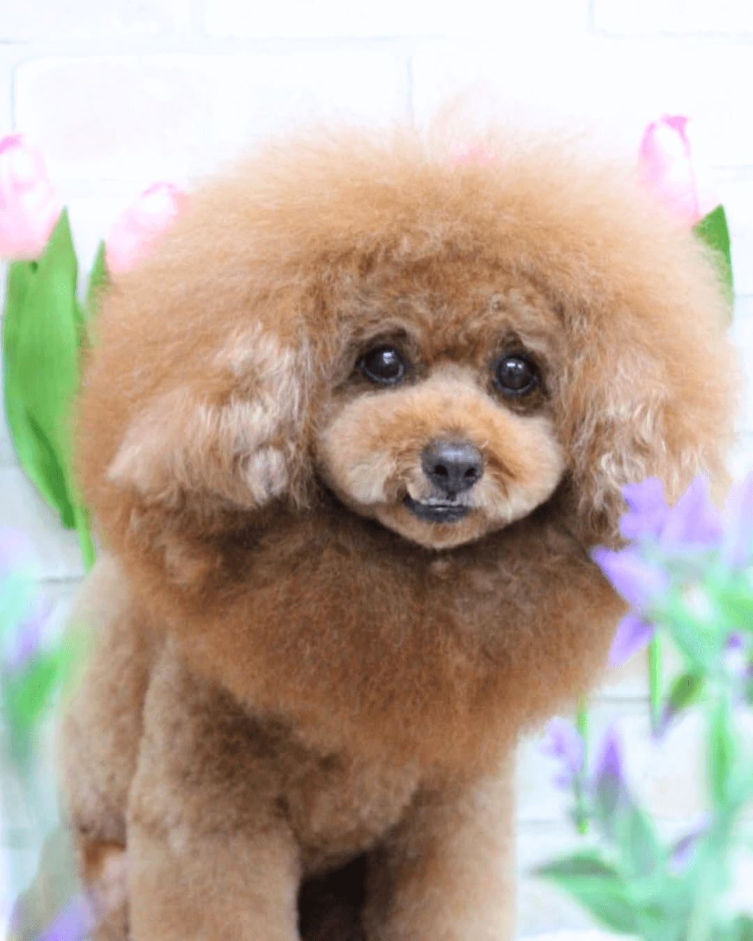 トイプードル, カット, ライオンカット トイプードル, カット, ライオンカット