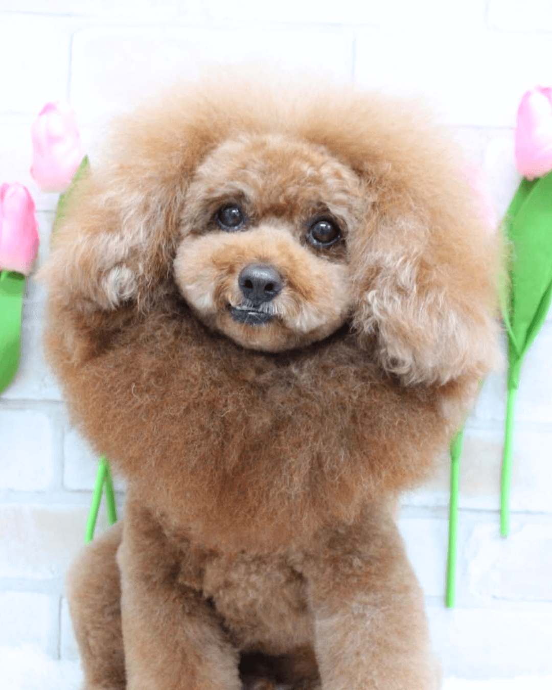 トイプードル, カット, ライオンカット トイプードル, カット, ライオンカット