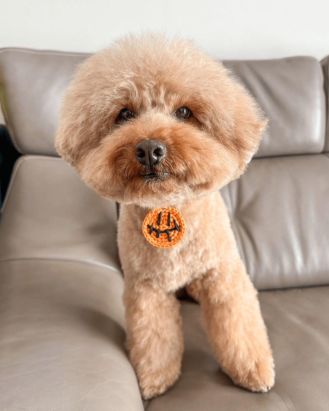 トイプードル, カット, アフロヘアー トイプードル, カット, アフロヘアー