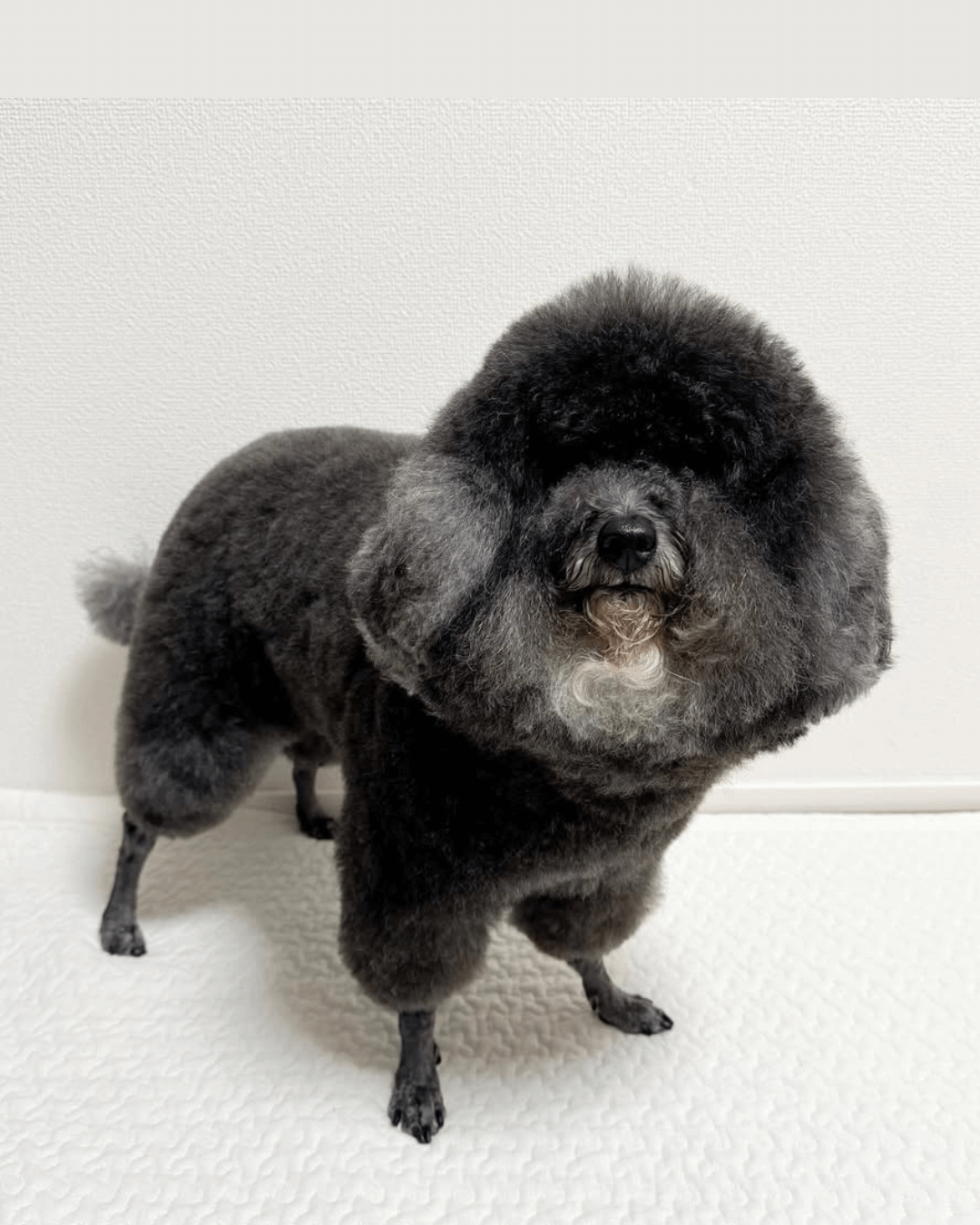 トイプードル, カット, 羊カット トイプードル, カット, 羊カット