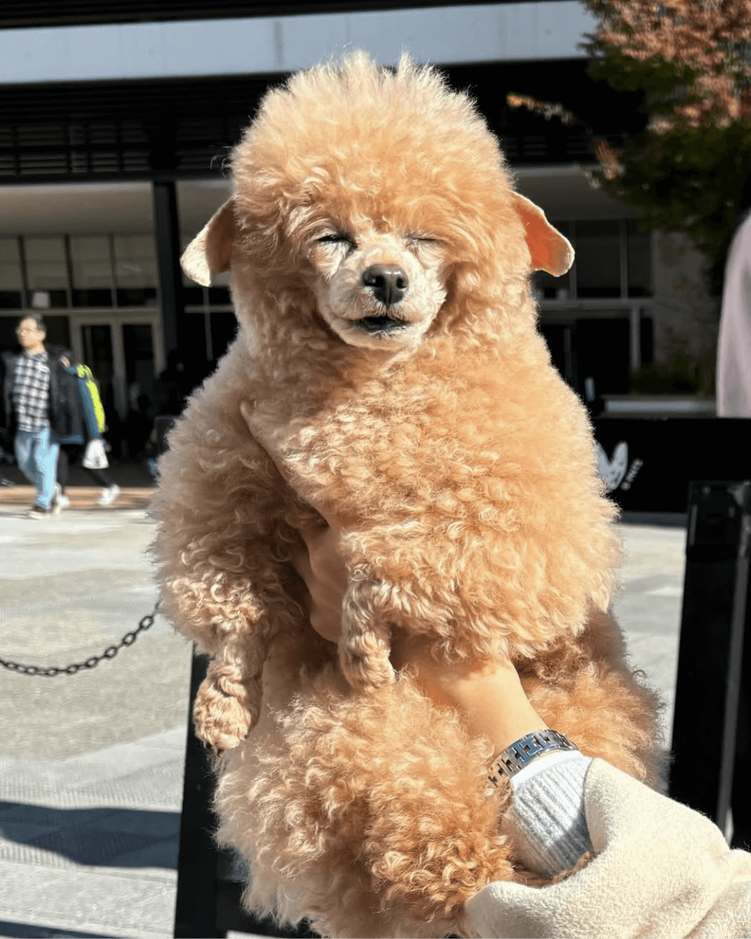 トイプードル, カット, アルパカ風カット トイプードル, カット, アルパカ風カット