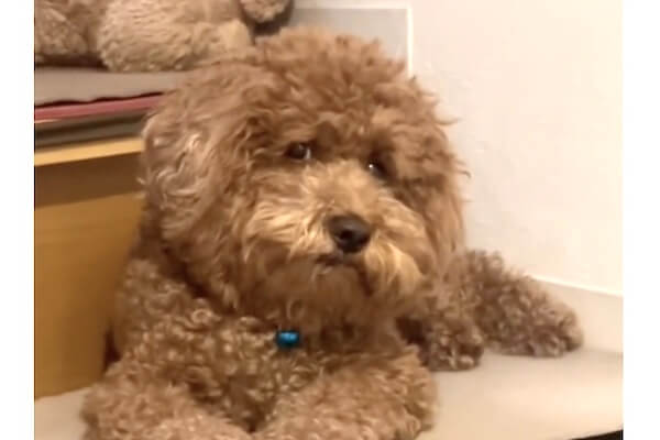 およそ飼い主を見る目じゃないトイプードルに「人入ってる？」の声