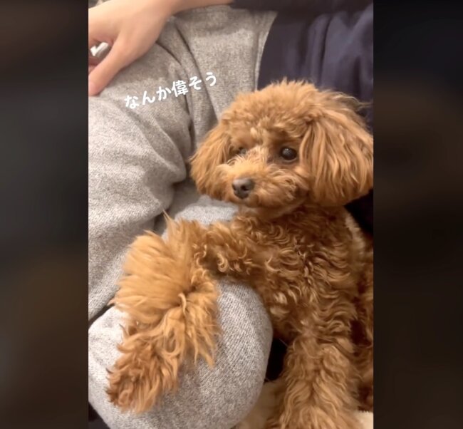 トイプードル