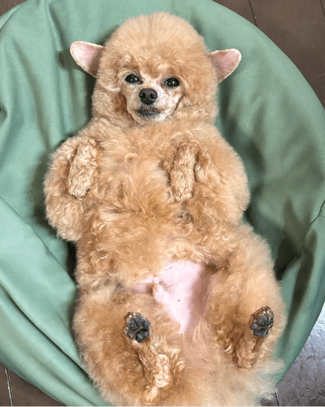 トイプードル, カット, アルパカ風カット トイプードル, カット, アルパカ風カット