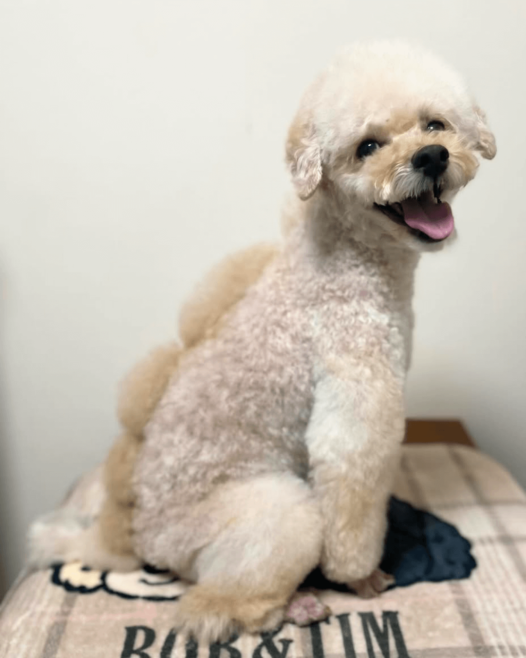 トイプードル, カット, 恐竜カット トイプードル, カット, 恐竜カット