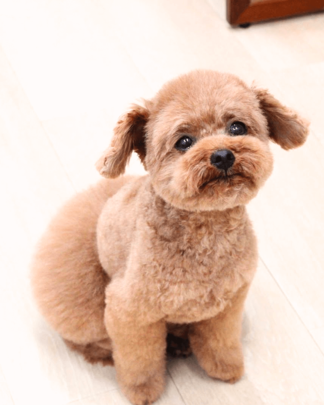 トイプードル, カット, おパンツカット トイプードル, カット, おパンツカット