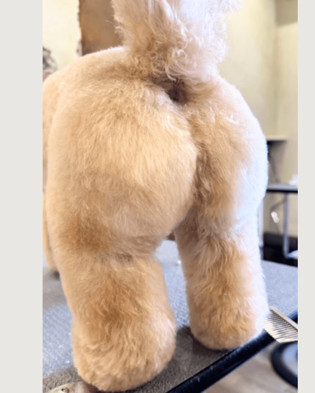 トイプードル, カット, 桃尻カット トイプードル, カット, 桃尻カット