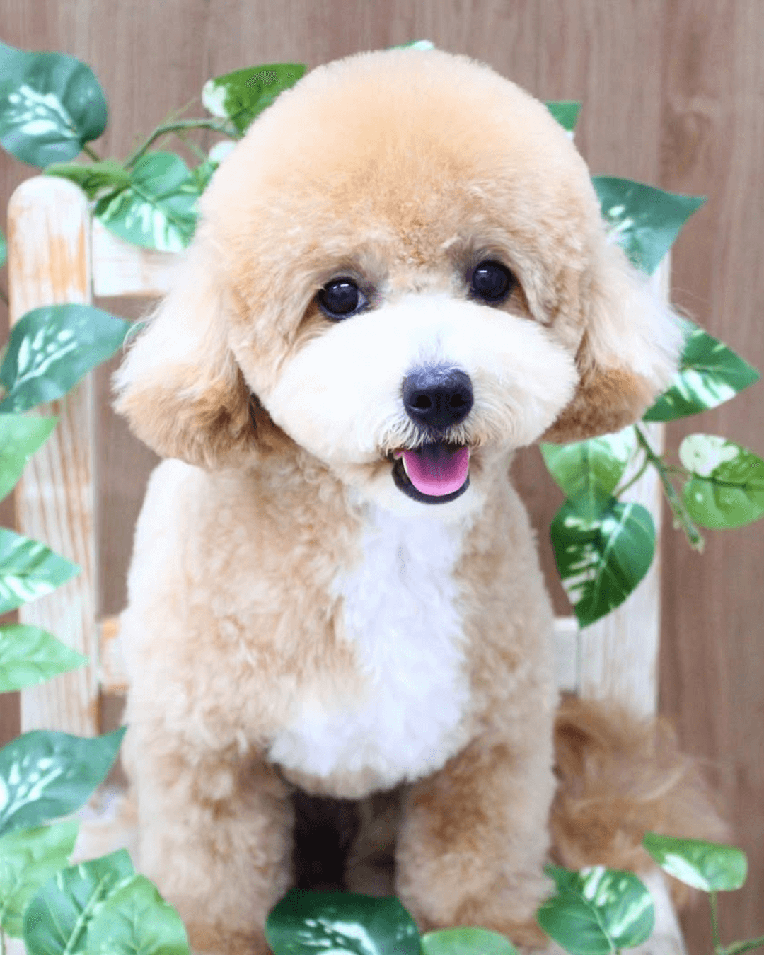 トイプードル, カット, 桃尻カット トイプードル, カット, 桃尻カット