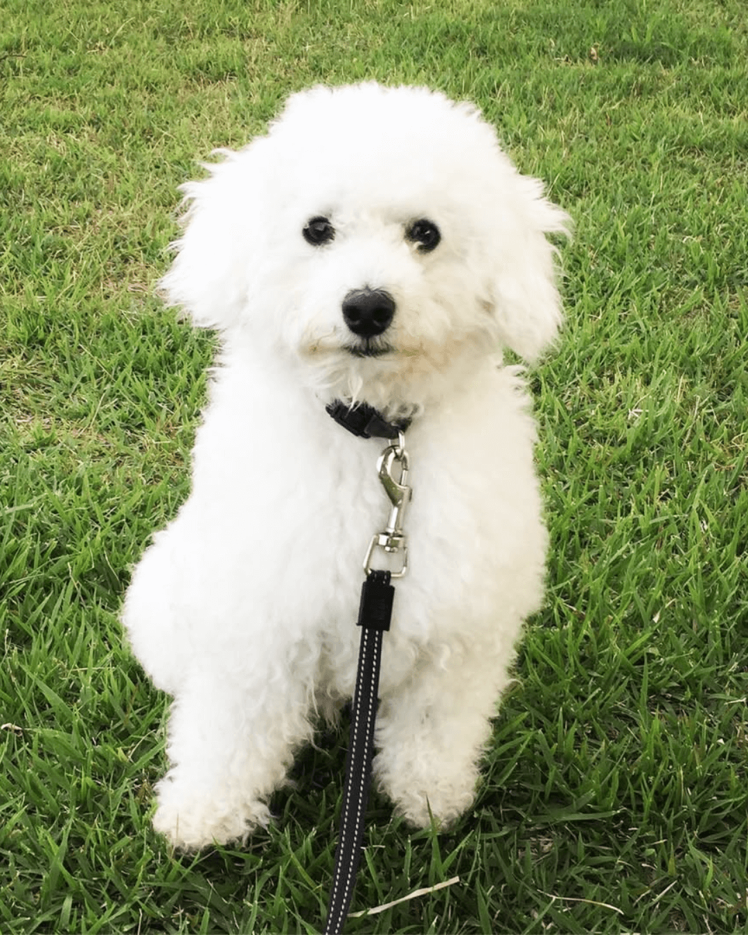 トイプードル, カット, ナチュラルカット トイプードル, カット, ナチュラルカット