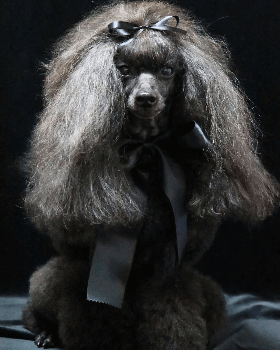 トイプードル, カット, トップノットヘアー トイプードル, カット, トップノットヘアー