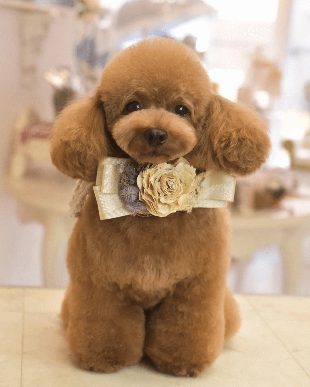 トイプードル, カット, テディベアカット トイプードル, カット, テディベアカット