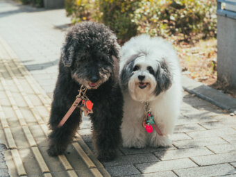 取材】18歳と14歳のトイプードル姉妹！「自由気ままに、のびのびと