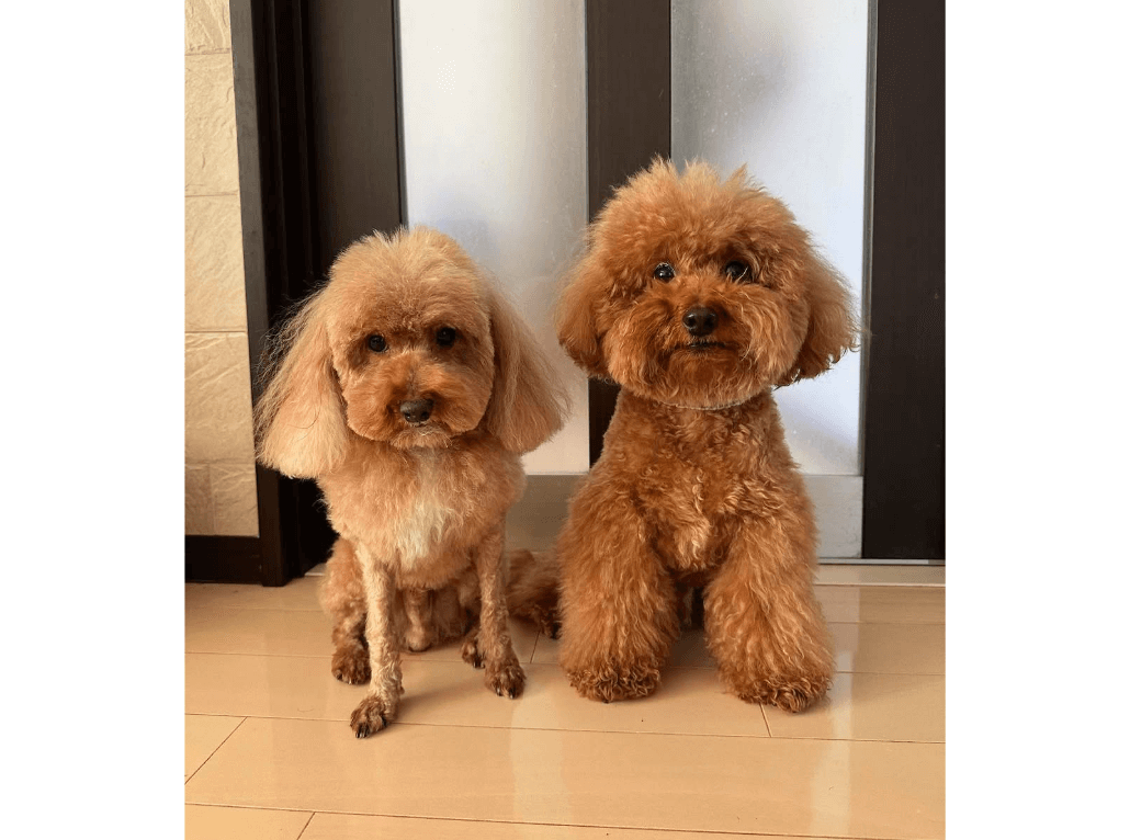 見ればわかる、ふたりの絆。仲良し親子トイプードル、エマくん＆コロ