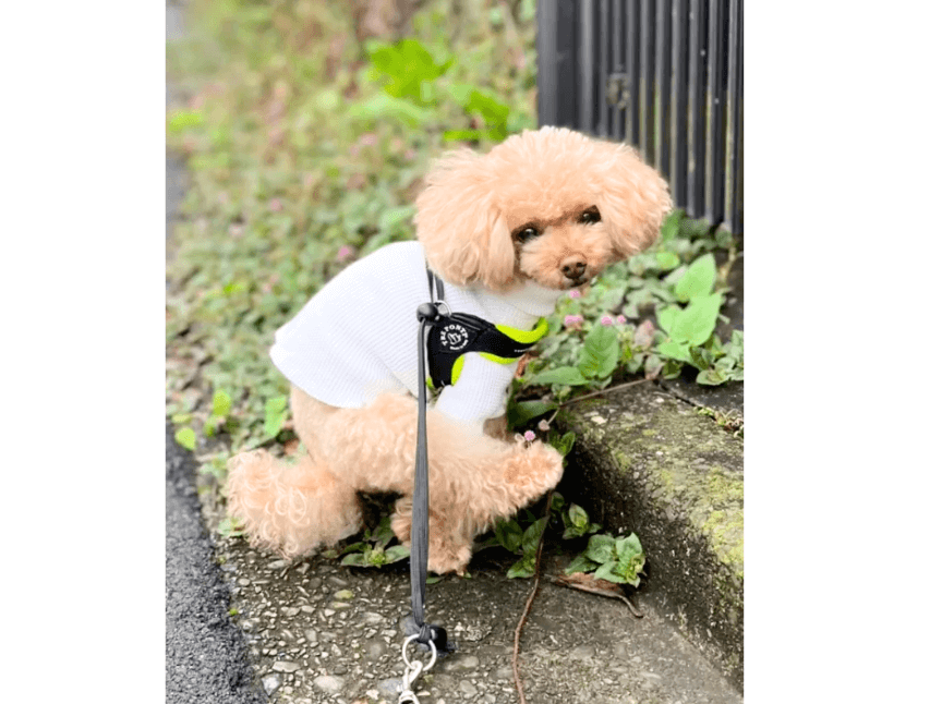 まるまる「ポメチワとトイプードル モービル」2点 まるまる様専用「ポメチワとトイプードル モービル」2点