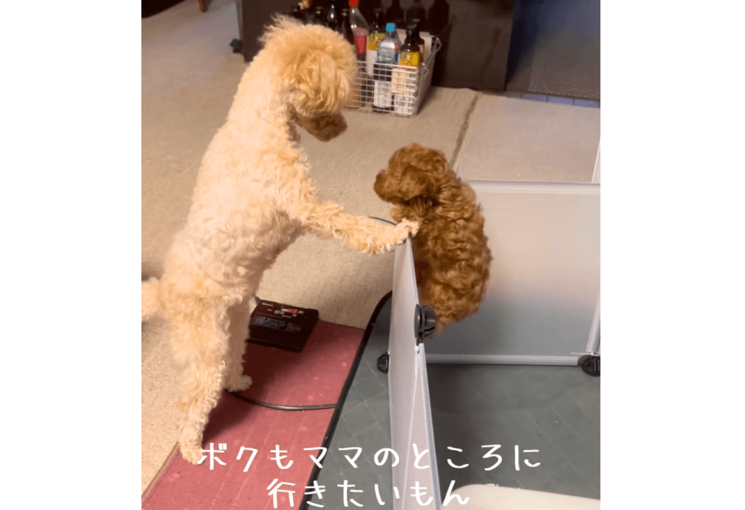 ママのところに行きたい!!」「ダメよ」ママの元へ一直線！子犬の必死な