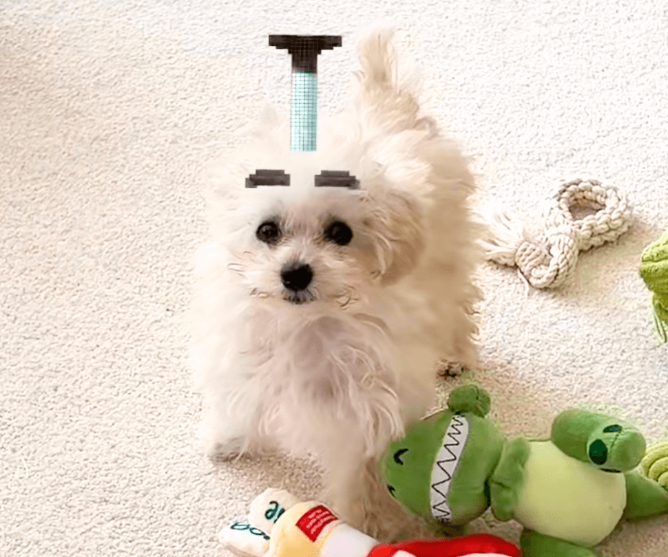 これはかわいい】“太眉×ちょんまげ”が反則級に似合うトイプードルを