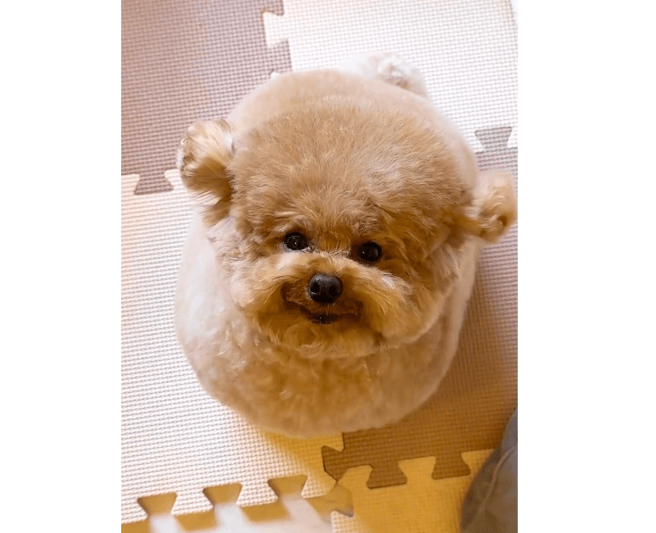 悶絶注意】しゃべる度に耳がピョコピョコ…なんなの！この可愛さっ