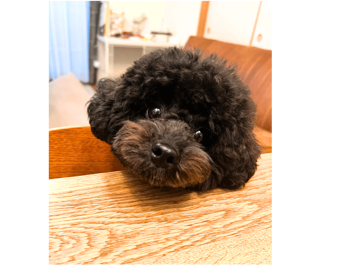 きゅるん”と見つめる瞳にきゅん！「popoくん」のほのぼのトイプードル