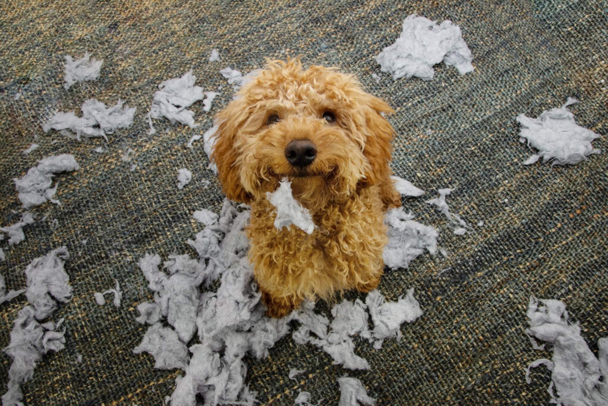 トイプードル, 性格