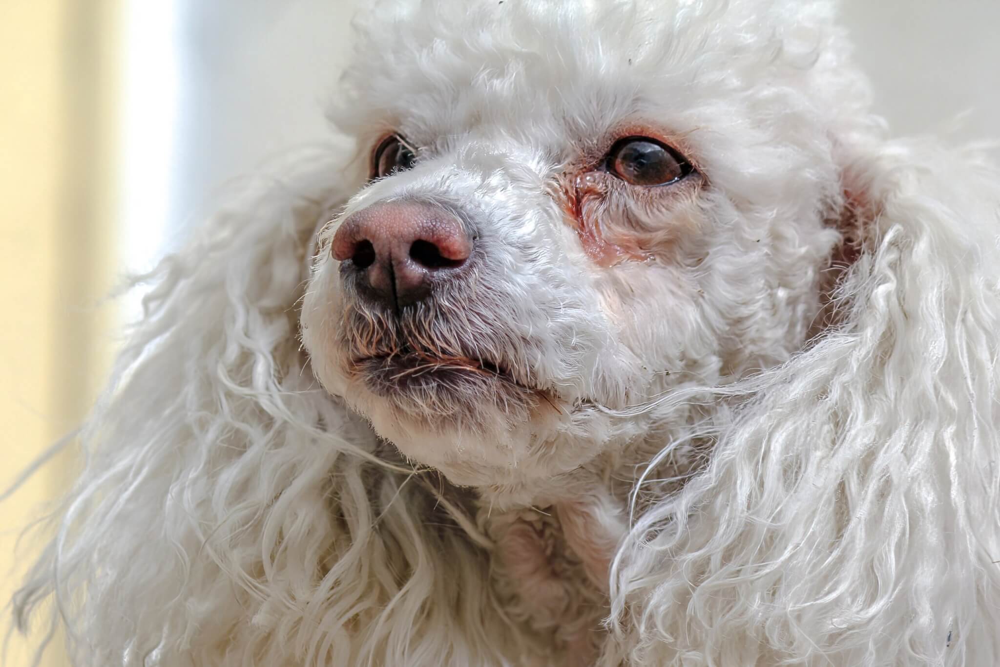 トイプードル　白