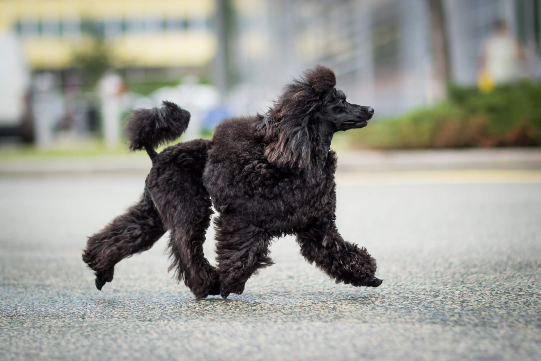 令和最新版】ブラック（黒）トイプードルの魅力と特徴：性格・お手入れ