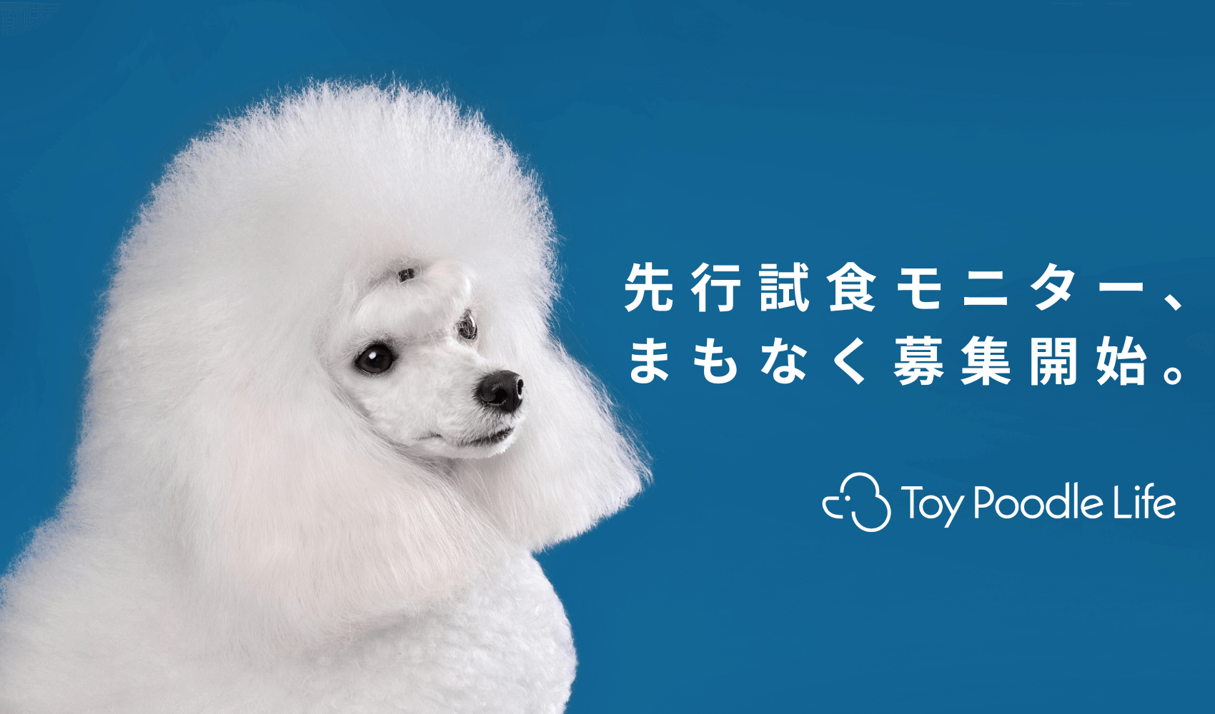 プードル‼️ 2_000000000272_1100x.jpg?v=