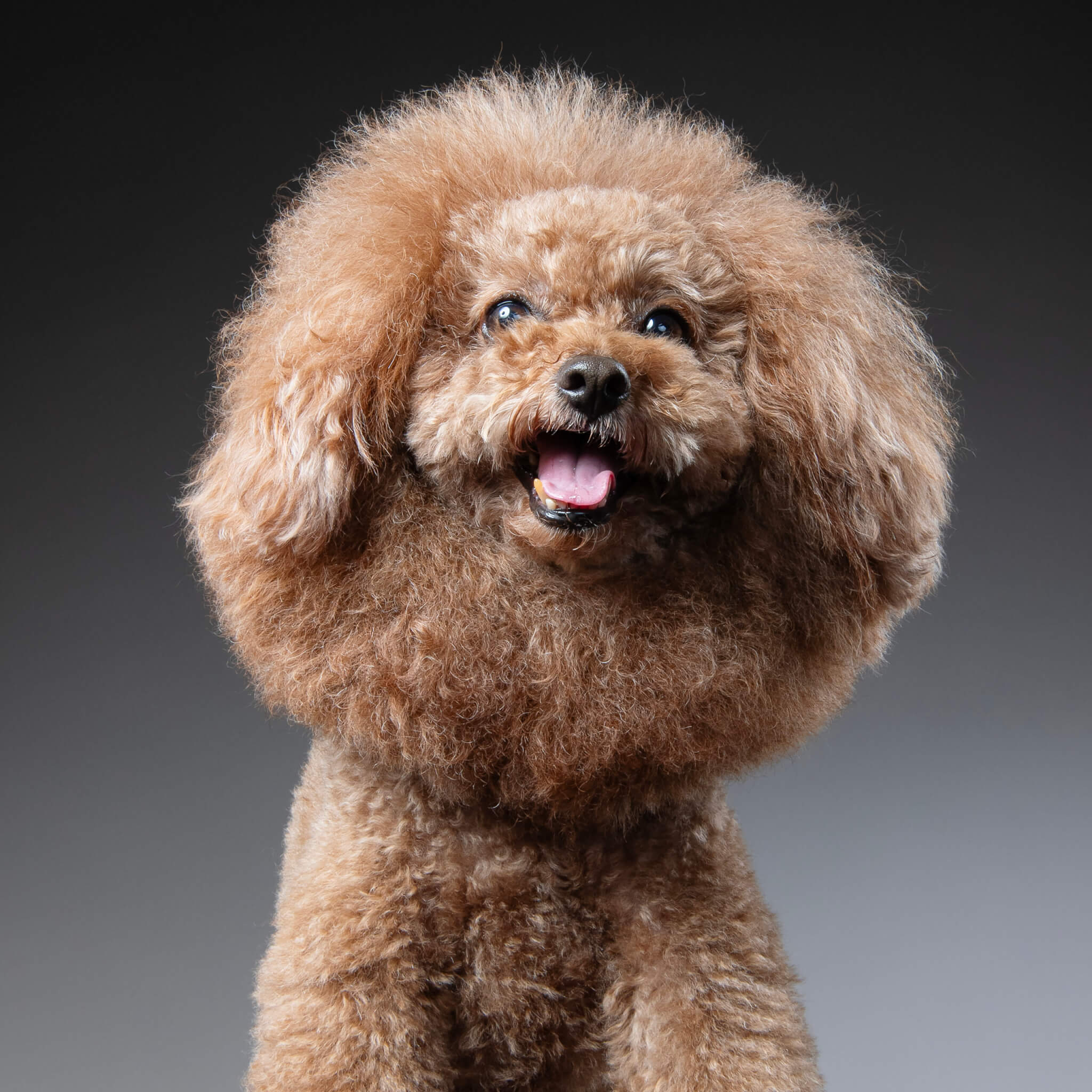 取材】愛犬の「今」を残す写真を。“一生ものの1枚”を生み出す犬専門