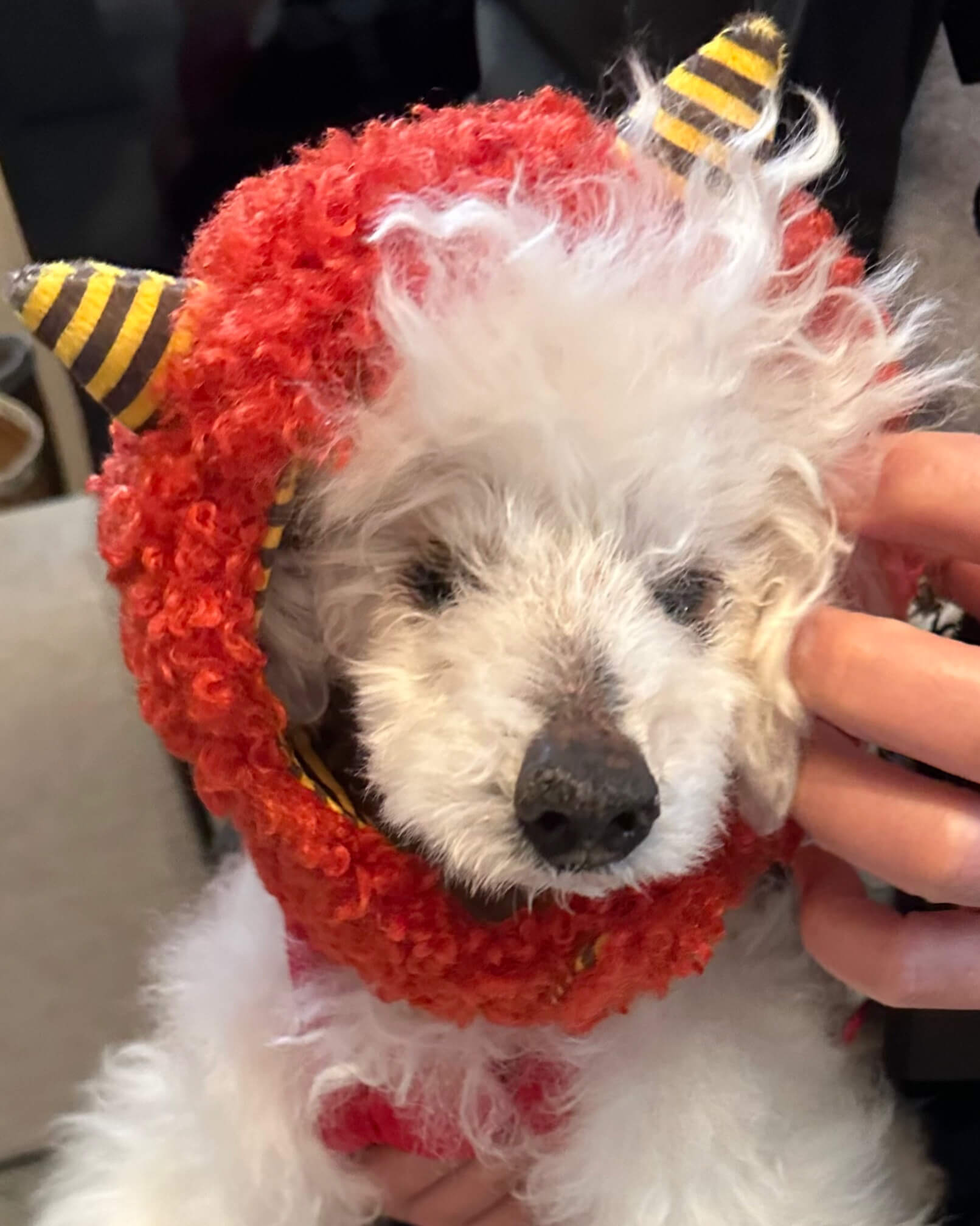 【ぷりんページ】トイプーさんとトイプーさん Toy Poodle Lifeとは | Toy Poodle Life [トイプードルライフ]