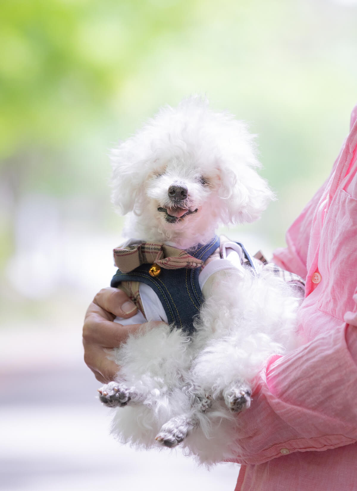 21歳・トイプードル】1日2回のお散歩が日課！毎日を健康に楽しく暮らす