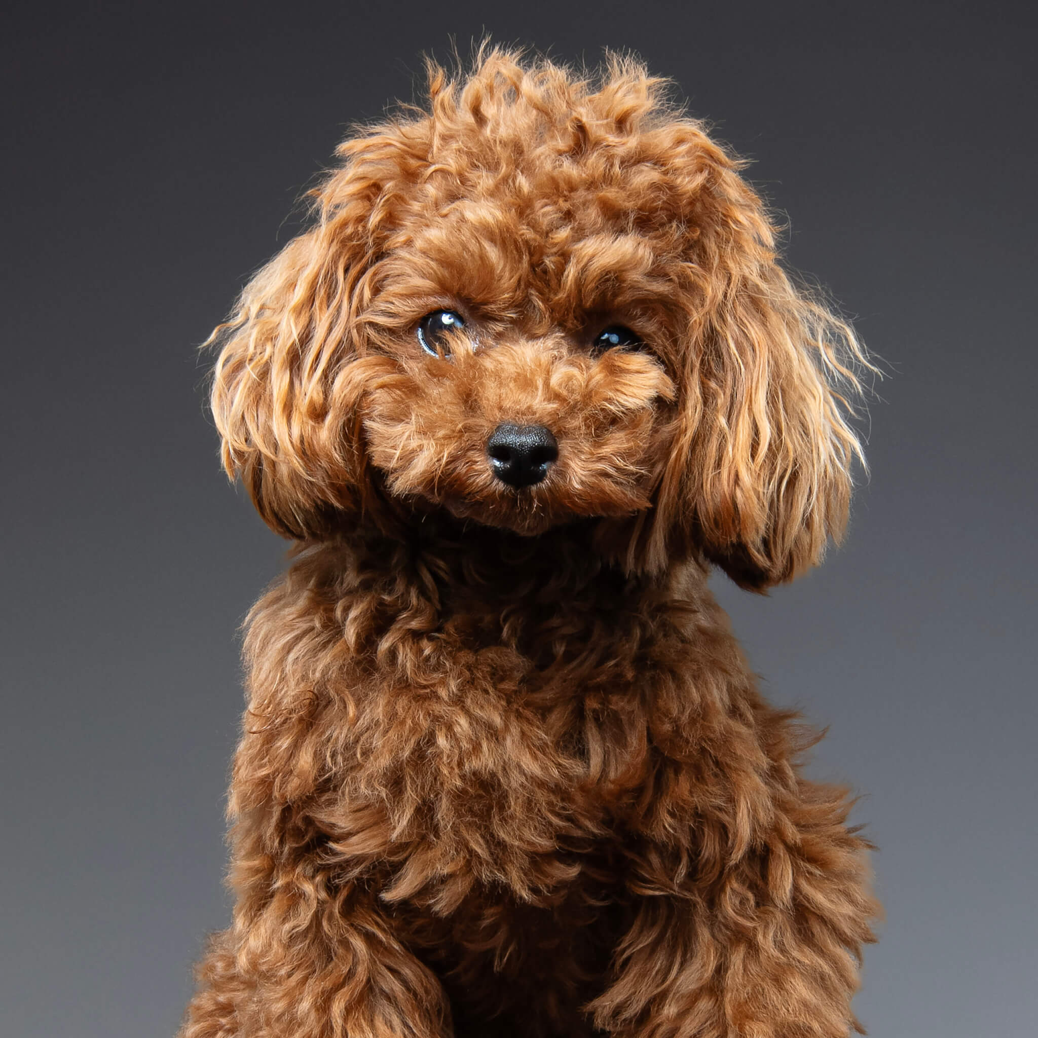 トイプードルヘアカット】テディベアカットの魅力とオーダー・お手入れ