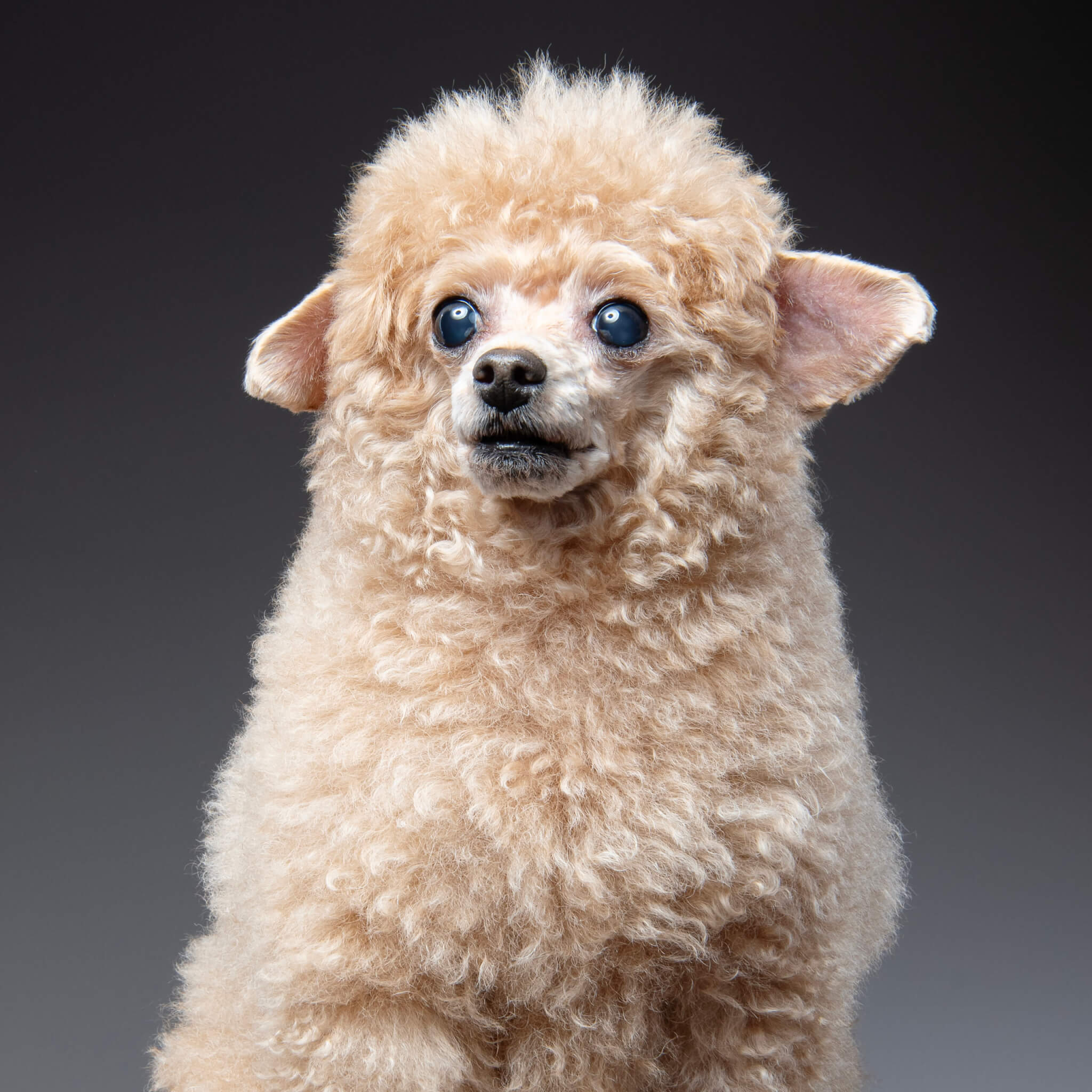 愛犬サンプル写真 Lee クール バンダナ ブリーチ 中型犬 / PET PARADISE | 【通販】雑貨