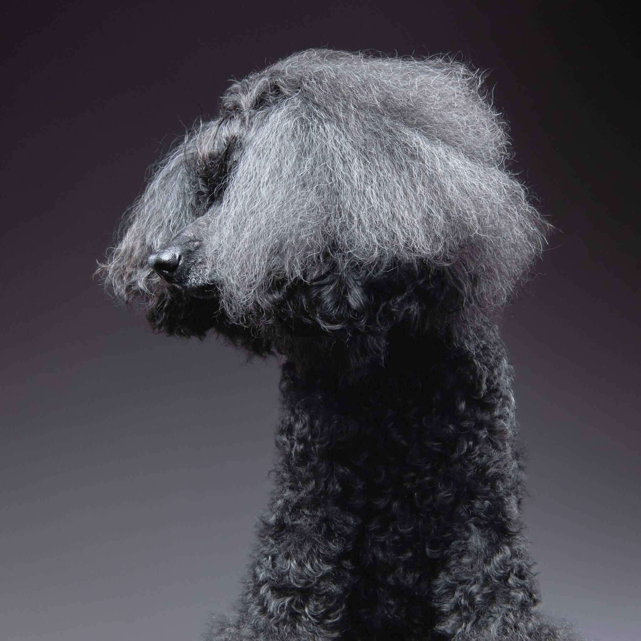 トイプードルバンドメイド（プロフ必読） トイプードルヘアカット】トップノットヘアーの魅力とオーダー・お