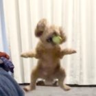 【名場面連発】ボールを投げるたびに笑いが起きる!?トイプードルの奇跡のキャッチミス集【動画】